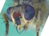 Scathophaga stercoraria